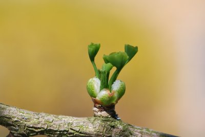 Ginkgo biloba - jinan dvoulaločný - jarní pučení